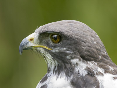 Close-Up Of A Bird by Images Monsoon Pricing Limited Edition Print image