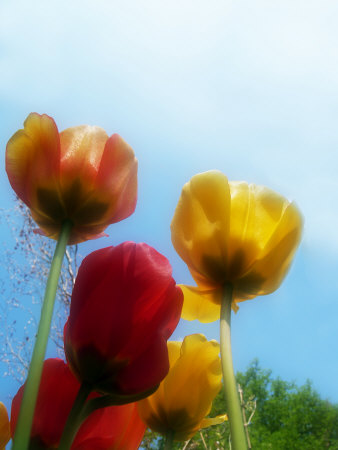 Tulips From A Low Angle by Images Monsoon Pricing Limited Edition Print image