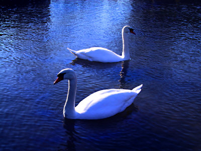 Two White Swans Floating In Water With Reflections At Dusk by Ilona Wellmann Pricing Limited Edition Print image