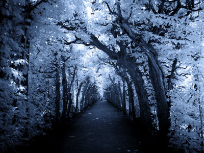 Tree Tunnel In Blue Hue by Ilona Wellmann Pricing Limited Edition Print image