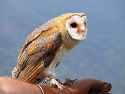 Barn Owl Perched On Persons Arm by Ilona Wellmann Pricing Limited Edition Print image