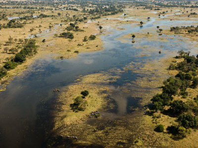 Aerial View Of The Okavango Delta by Beverly Joubert Pricing Limited Edition Print image