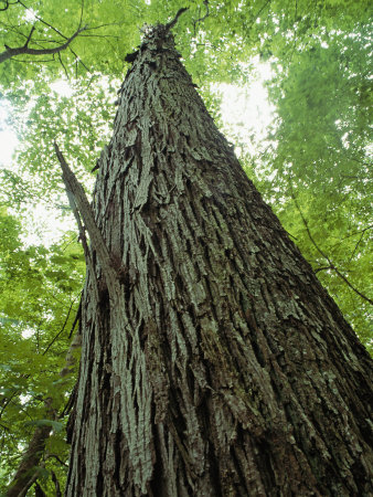 Shagbark Hickory Tree Stands In Dick Cove by Stephen Alvarez Pricing Limited Edition Print image