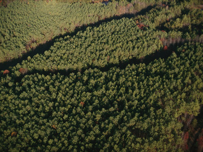 Aerial View Of Pine Forest On The Cumberland Plateau by Stephen Alvarez Pricing Limited Edition Print image