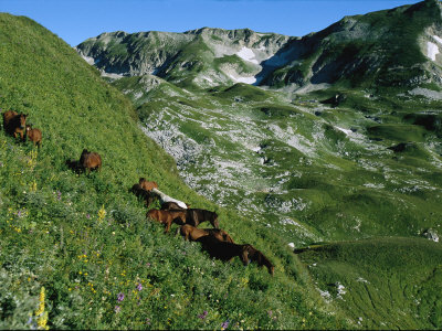 Farmerª?S Horses Graze In The Ortobalagan Valley by Stephen Alvarez Pricing Limited Edition Print image