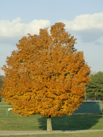 Maple Tree Turns Orange In Fall by Stephen Alvarez Pricing Limited Edition Print image