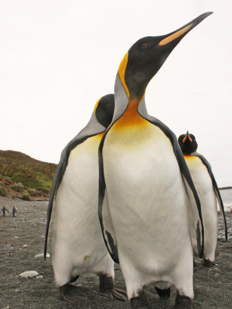 King Penguins On A Black Beach Near Their Largest Rookery Site by Steve & Donna O'meara Pricing Limited Edition Print image