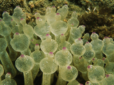 Close Detail Of Bubble-Tipped Tentacles Of A Sea Anemone by Tim Laman Pricing Limited Edition Print image