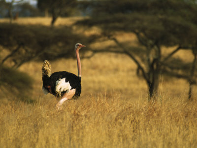 Male Ostrich On Africa's Grasslands by Tim Laman Pricing Limited Edition Print image