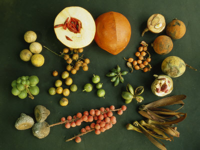 Selection Of Rainforest Fruits by Tim Laman Pricing Limited Edition Print image