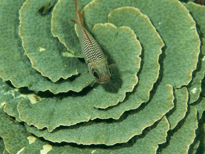 Squirrelfish, Holocentrus Species, Atop A Wavy Layered Coral by Tim Laman Pricing Limited Edition Print image