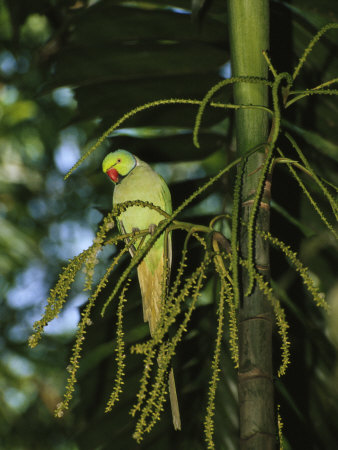 Alexandrine Parrot Perched On A Bloom Stem by Tim Laman Pricing Limited Edition Print image