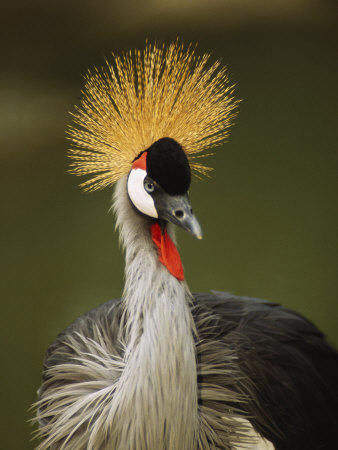 Captive Gray Crowned Crane, Balearica Regulorum by Tim Laman Pricing Limited Edition Print image