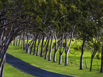 Tree-Lined Road Leading To Parker Ranch In Waimea, Hawaii by Todd Gipstein Pricing Limited Edition Print image