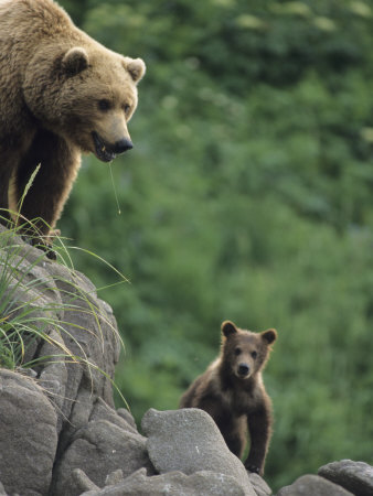 Bear Sow With Cubs by Tom Murphy Pricing Limited Edition Print image