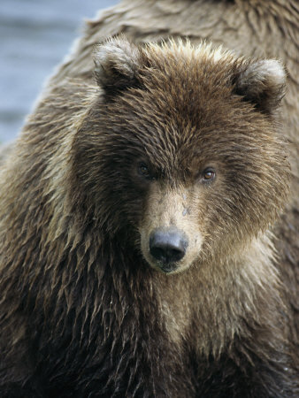 Brown Bear Fishing For Salmon In The Glendale River by Tom Murphy Pricing Limited Edition Print image