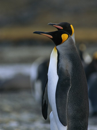 Pair Of King Penguins Stand On Pebbled Ground In A Rookery by Tom Murphy Pricing Limited Edition Print image
