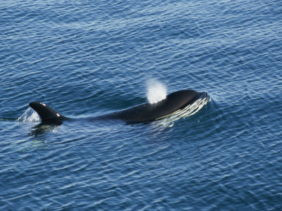 Killer Whale Sprays Water Through Its Blow Hole by Tom Murphy Pricing Limited Edition Print image