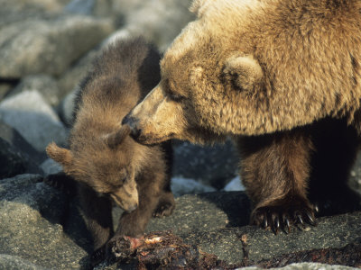 Mother Bear Grooming Her Cub by Tom Murphy Pricing Limited Edition Print image