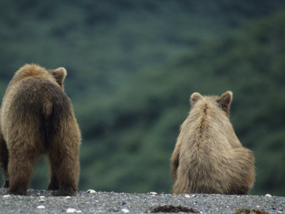 Bear Cubs Seen From The Rear by Tom Murphy Pricing Limited Edition Print image