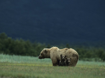 Bear And Cubs by Tom Murphy Pricing Limited Edition Print image