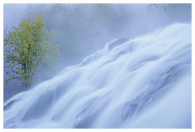 Bond Falls Misty Tree by Danny Burk Pricing Limited Edition Print image