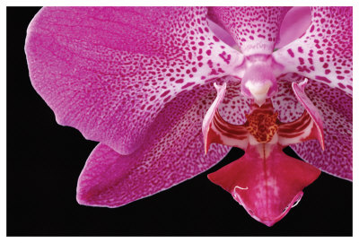 Phal Ix by Danny Burk Pricing Limited Edition Print image
