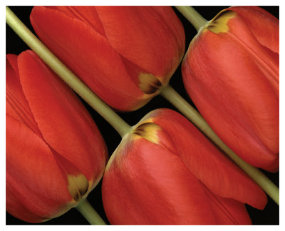 Tulips Iii by Danny Burk Pricing Limited Edition Print image