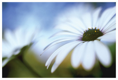 Daisy Blue Ii by Karin Connolly Pricing Limited Edition Print image