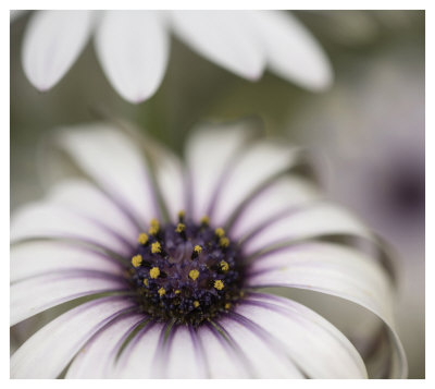 Silver Daisy Ii by Karin Connolly Pricing Limited Edition Print image