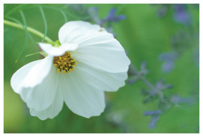 White Cosmos by Karin Connolly Pricing Limited Edition Print image