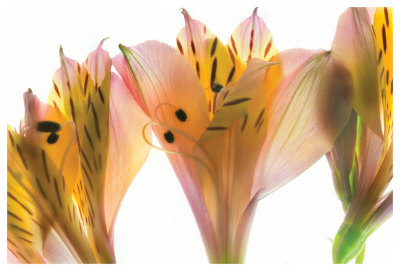 Alstromeria by Harold Davis Pricing Limited Edition Print image