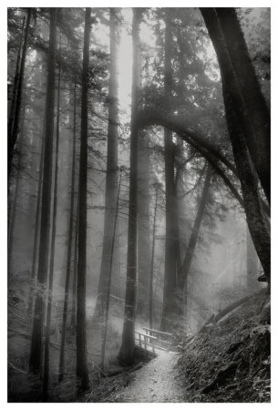 Woodland Path by Harold Davis Pricing Limited Edition Print image