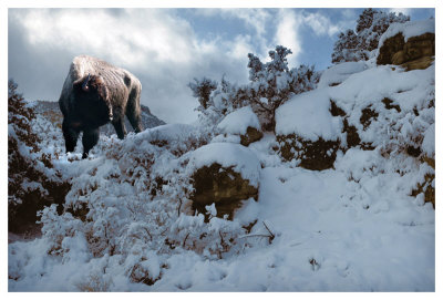 Snowy Buffalo by Steve Hunziker Pricing Limited Edition Print image