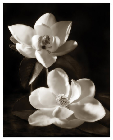 Magnolia Ii by Dan Magus Pricing Limited Edition Print image