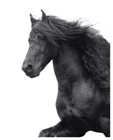 Friesian by Melanie Snowhite Pricing Limited Edition Print image