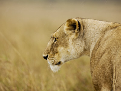Profile Of Lioness In The Masai Mara, Kenya by Scott Stulberg Pricing Limited Edition Print image