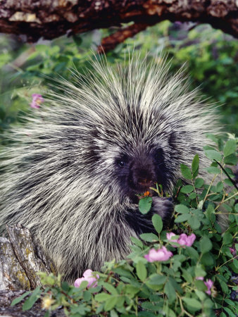 Raccoon Eating Plants For Lunch by Scott Stulberg Pricing Limited Edition Print image