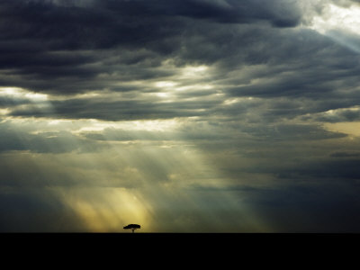 Light Shining Through Clouds On Lone Tree At Sunset On The Masai Mara by Scott Stulberg Pricing Limited Edition Print image