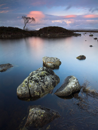Lone Tree Stands Isolated At Lochan Nah-Achlaise In Rannoch Moor, Highlands, Scotland, Uk by Adam Burton Pricing Limited Edition Print image