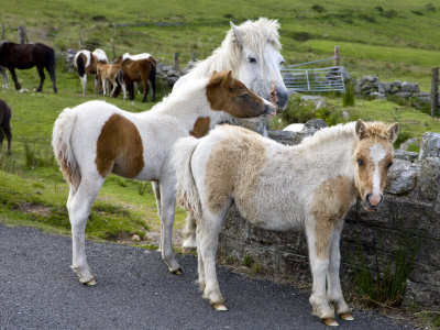 Dartmoor Ponies And Foals, Dartmoor National Park, Devon, England, United Kingdom, Europe by Adam Burton Pricing Limited Edition Print image