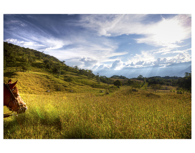 Fields In Afternoon Sun by Nish Nalbandian Pricing Limited Edition Print image