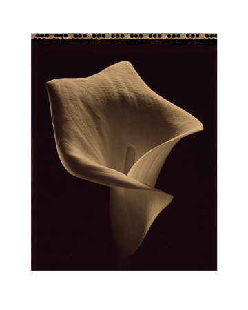 Calla Ii by Allan Baillie Pricing Limited Edition Print image
