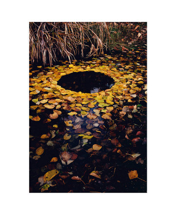 Yellow Leaf Circle by Martin Hill Pricing Limited Edition Print image
