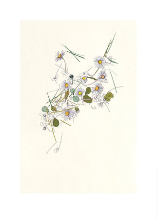 Daisies by Hannah Pontin Pricing Limited Edition Print image
