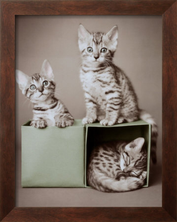 Bengal Kittens by Rachael Hale Pricing Limited Edition Print image