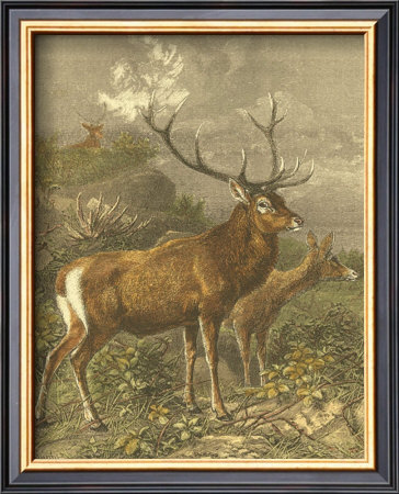 Small Red Deer by Friedrich Specht Pricing Limited Edition Print image