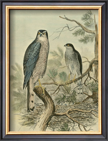 Sparrow Hawk by F.W. Frohawk Pricing Limited Edition Print image