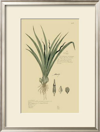 Tropical Grasses Iii by A. Descubes Pricing Limited Edition Print image