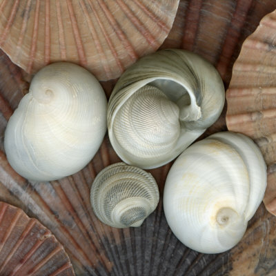Mixture Of Gastropod And Pelecypod Mollusk Sea Shells by Josie Iselin Pricing Limited Edition Print image